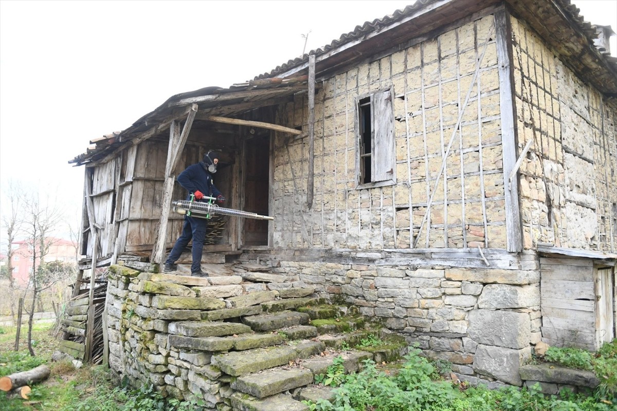 Ordu da Kahverengi Kokarca ile Mücadele 250 Bin Kışlak İlaçlandı