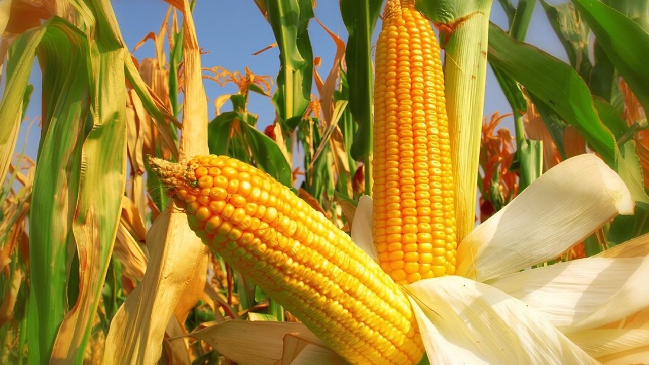 Enflasyon, mısır üreticisini vurdu! Çiftçilerden 'Mısırın dibi yandı' tepkisi!