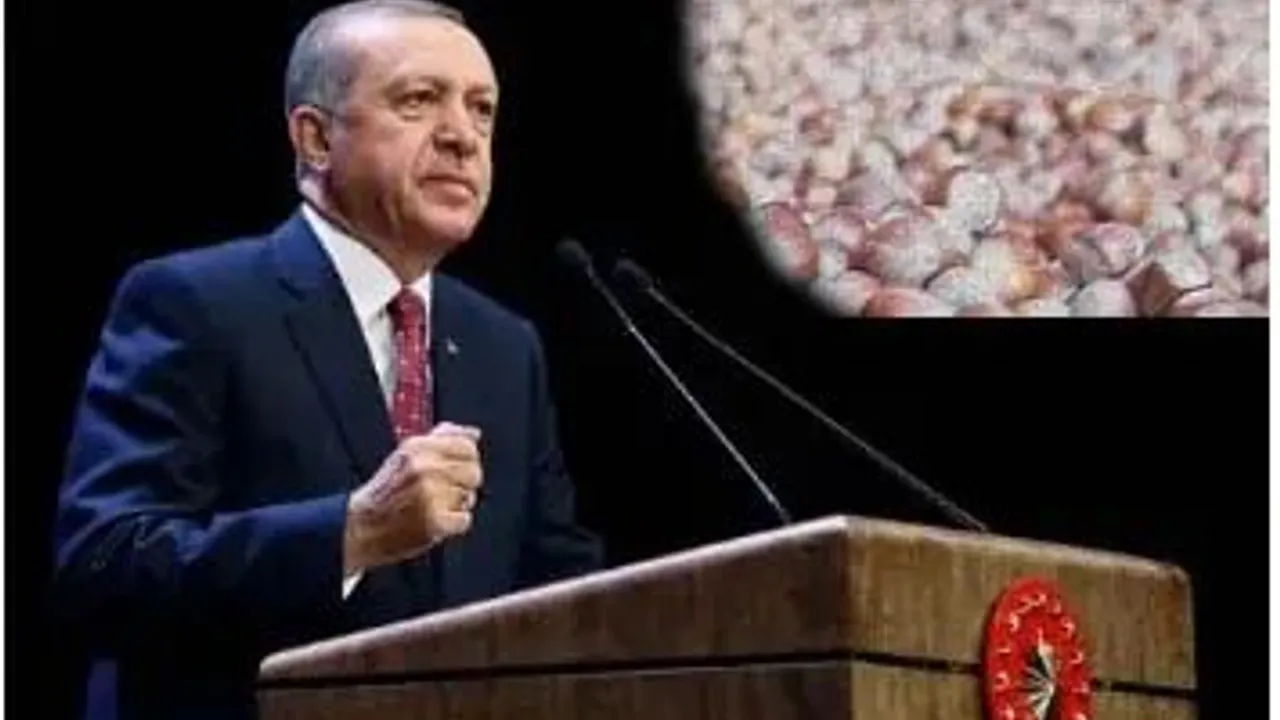 2023 Fındık Alım fiyatı belli oldu