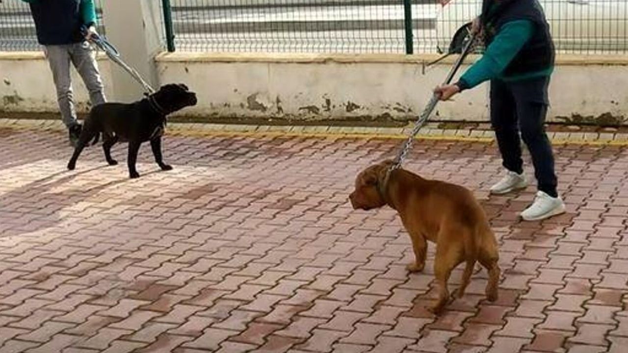 İstanbul'da pitbull dehşeti: Yaşlı adamın bacaklarını parçaladı