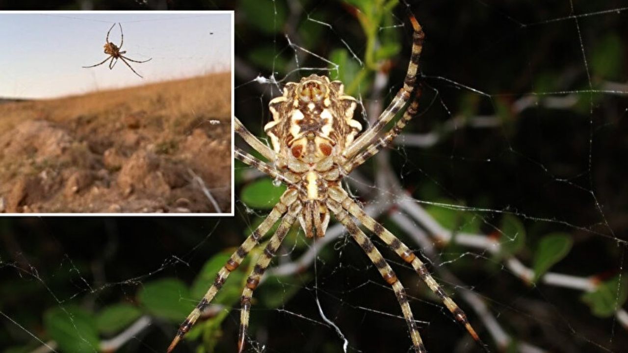 Dünyanın en zehirli örümceği Kırşehir'de görüldü