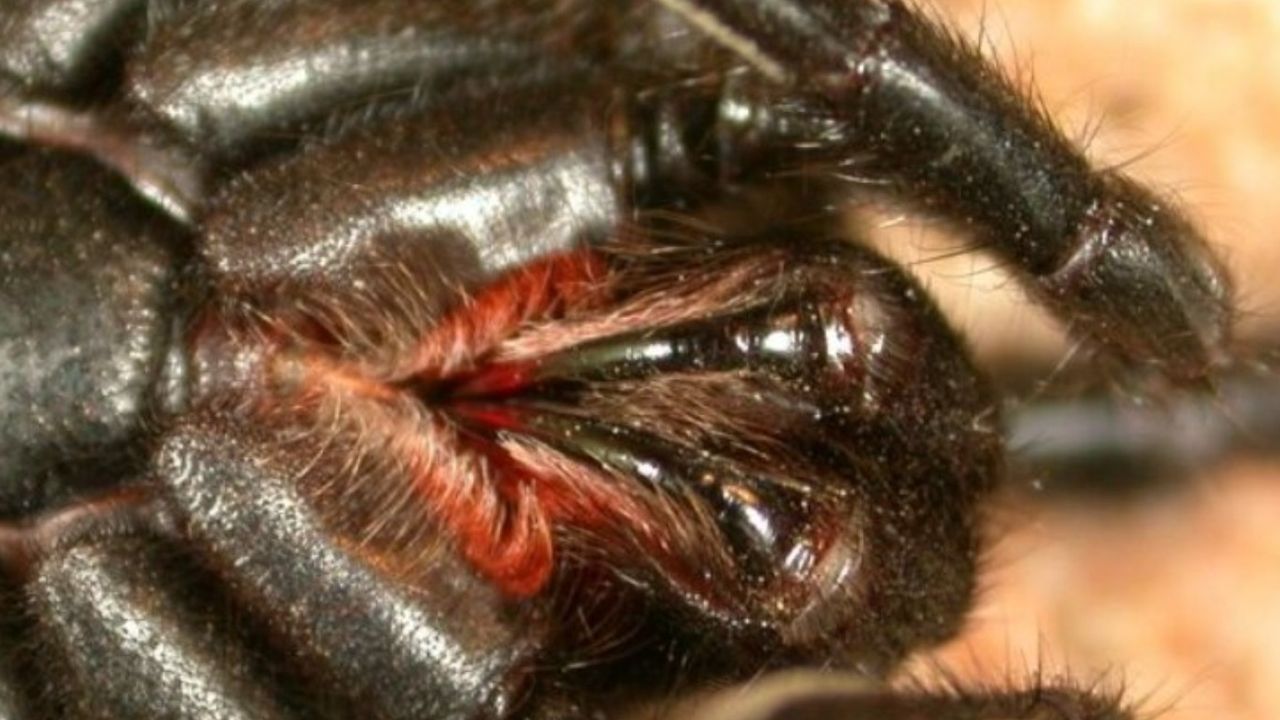 Erkeklerin cinsel sorununu bu örümceğin zehri çözüyor! Çivi çiviyi sökecek