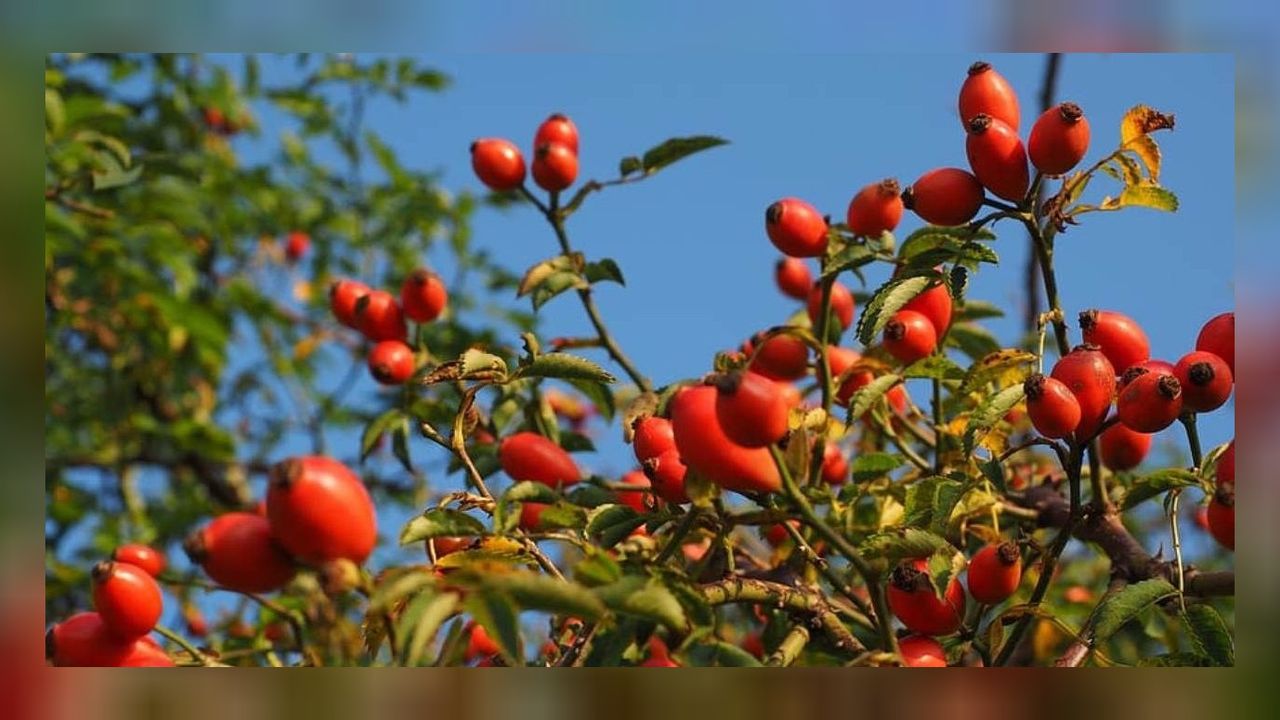 Basurun doğal çözümü bu bitkide saklı!