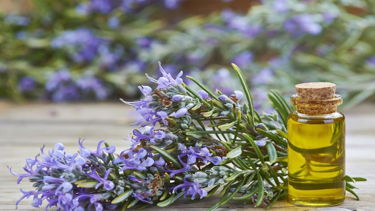 Biberiye yağı o ağrının doğal ilacı! Tek bir damlası bile yetiyor... 