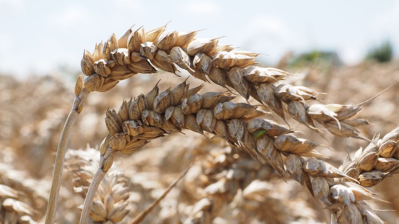 Çiftçilere 11,2 milyar liralık mazot ve gübre desteği!