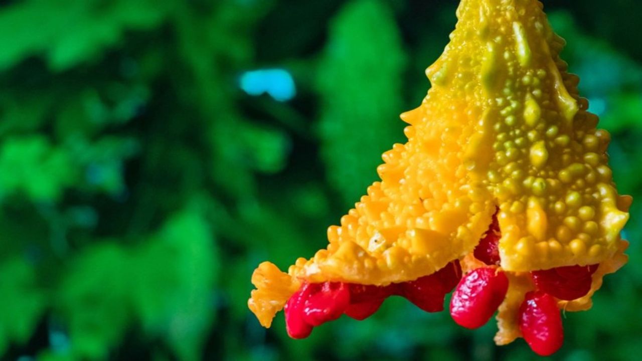 Bağışıklık sistemini güçlendiriyor... Mucizevi özellikleriyle dikkati çekiyor!