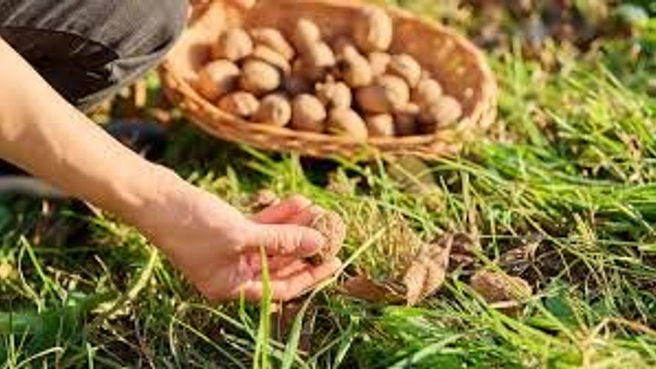 Sabah akşam yiyin iğne ipliğe dönün