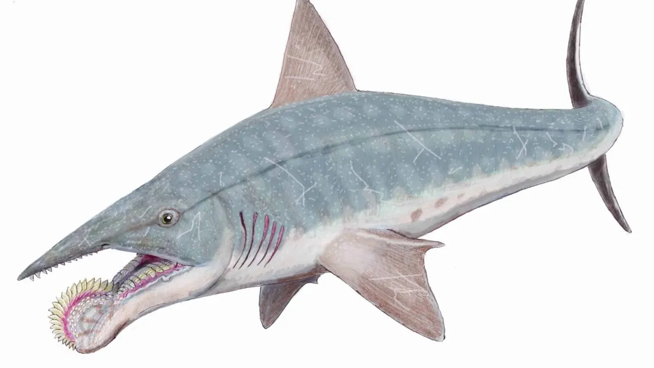 270 Milyon Yıl Önce Yaşayan Helicoprion: Testere Çeneli Efsanevi Köpek Balığı