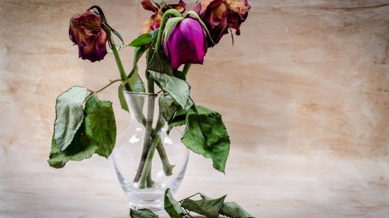 Güllerin Uzun Süre Taze Kalması İçin Doğal Bir Yardımcı: Aspirinli Su