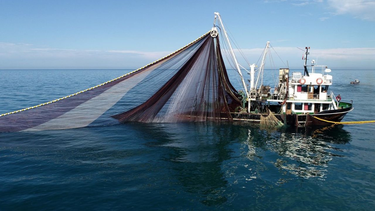 Hamsinin bollanmasıyla hamsi fiyatlarında gerileme başladı.