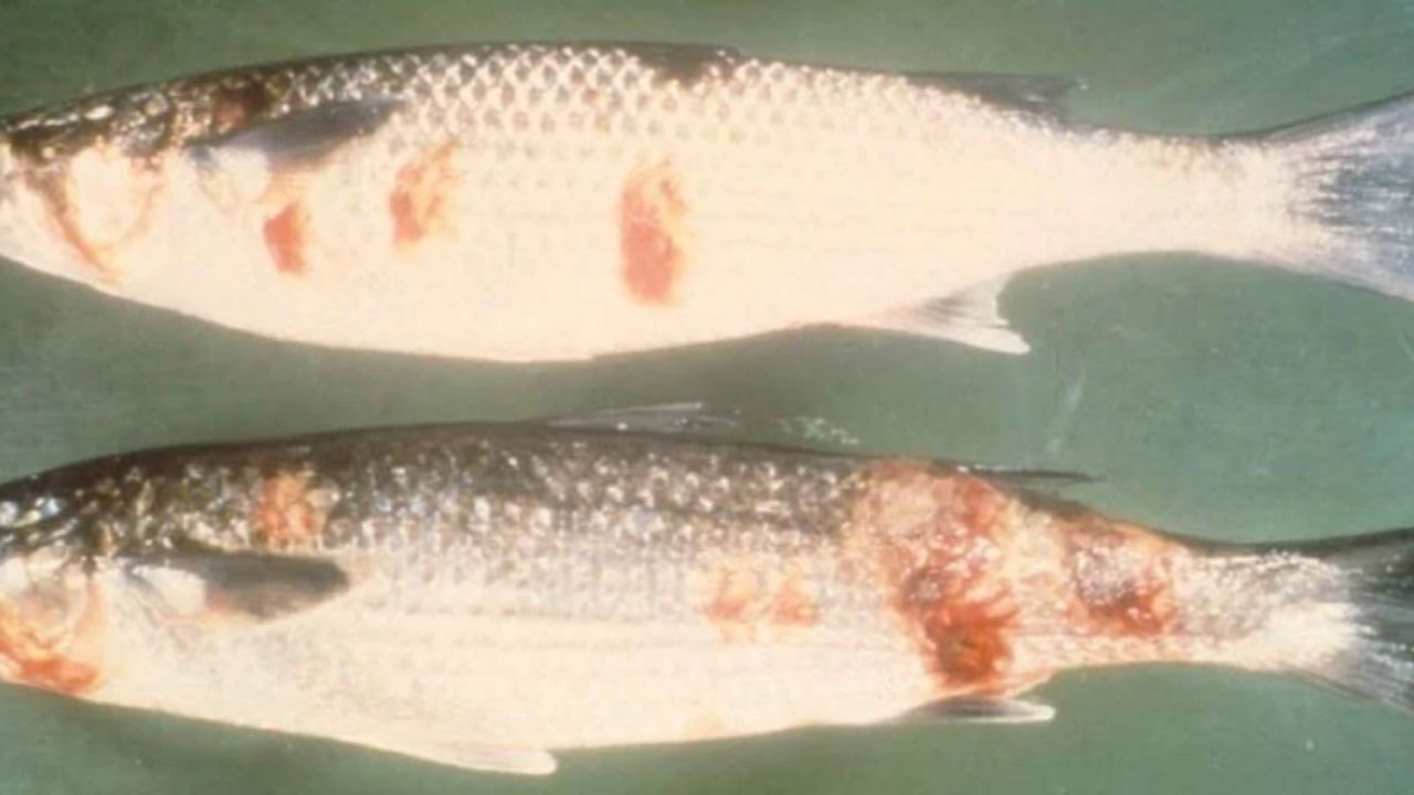 Karadeniz'de hızla yayılıyor! Balıkta acil VHS alarmı
