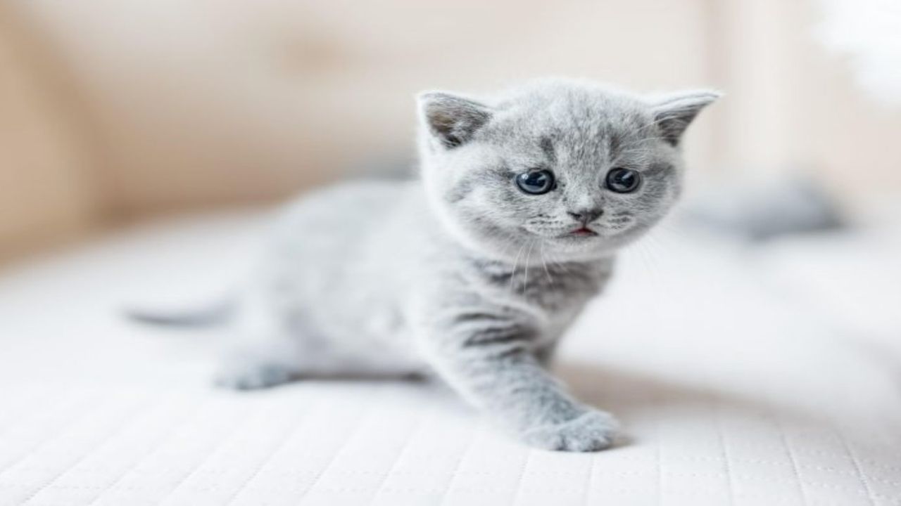 Kedileri Kurtarmak İçin Koronavirüs İlaçları Yeniden Kullanılıyor: Beklenmedik Bir Kurtuluş!