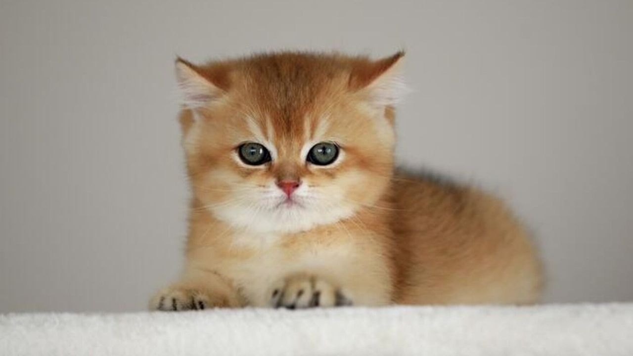 Kovid ilaçları kedilerin tedavisinde kullanılacak