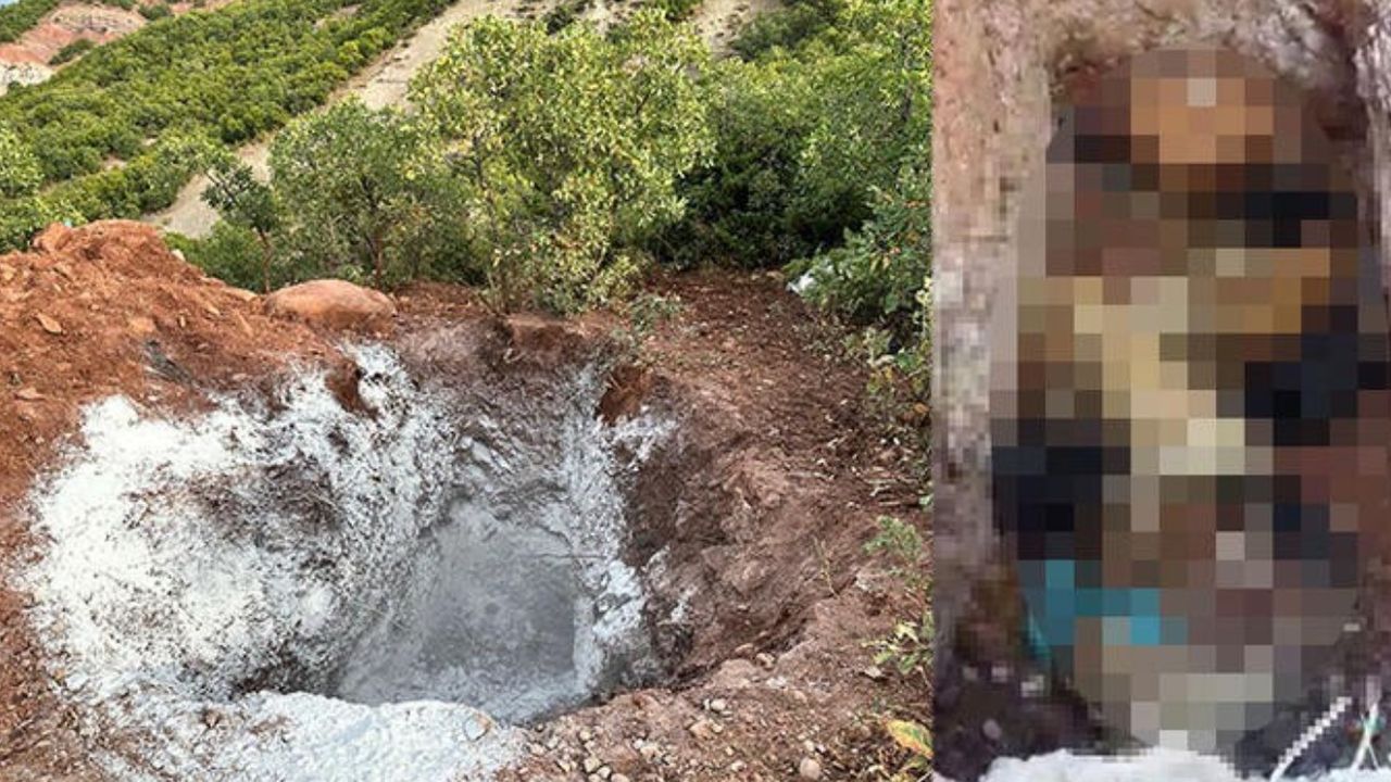 Tunceli’de sokak köpekleri için skandal iddia: Öldürülüp çukura atıldılar