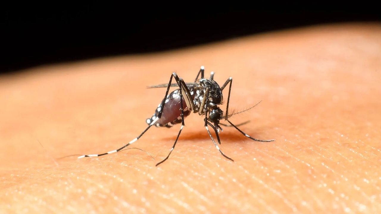 Uzmanlardan korkutan uyarı geldi! Batı Nil virüsü tehlikesi artıyor