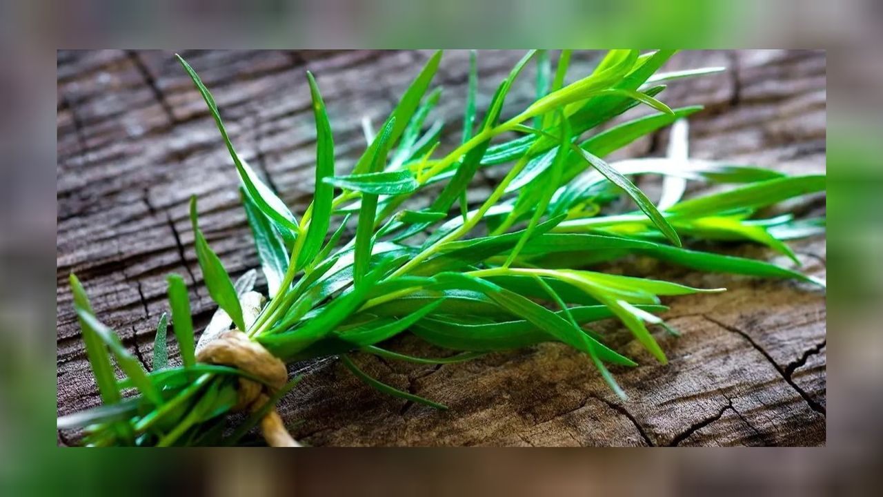 Yeşil altın olarak adlandırılıyor! Hazımsızlığa karşı birebir... 