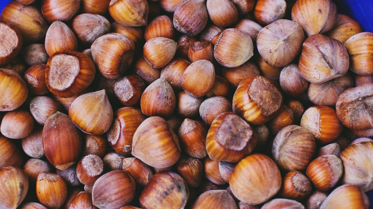 50 randıman fındık fiyatları yerlerde sürünüyor! Üretici resmen zararına satış yapıyor... Serbest piyasa güncel fındık fiyatları 2023