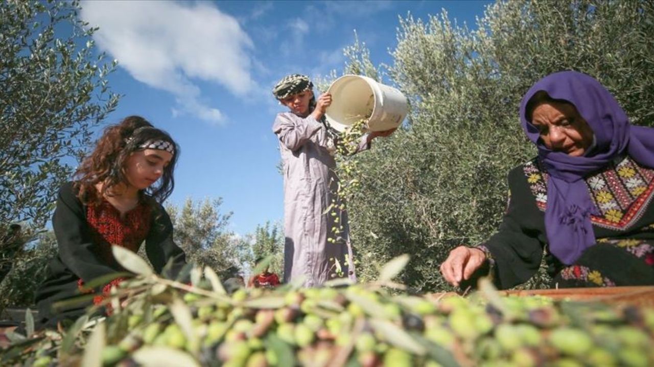 Altın değerinde hasatın biri tamamlandı... Diğerinin ise mesaisi yeni başladı