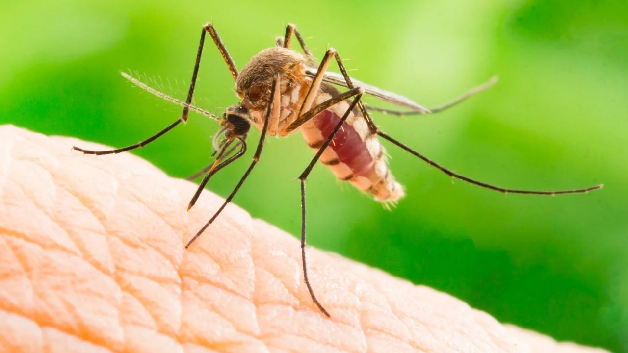 Batı Nil ateşi Türkiye'de yayılıyor!