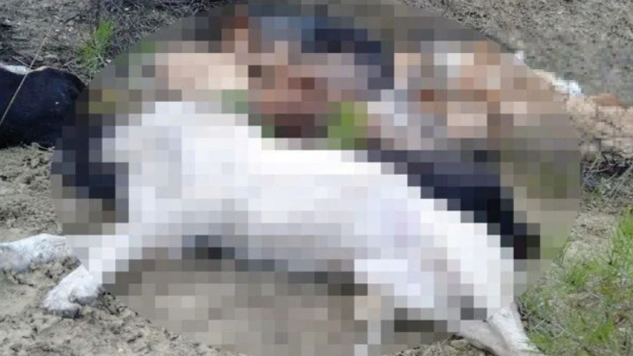 Bilecik’te vahşet: 14 köpeği zehirleyenler belediye çalışanı çıktı