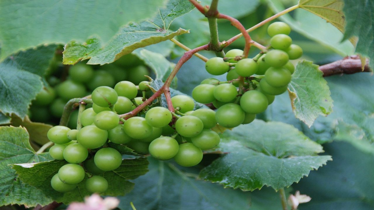 Kış koşullarında zorlayıcı üzüm hasatı başladı! Manisa’dan tüm sofralara gelecek