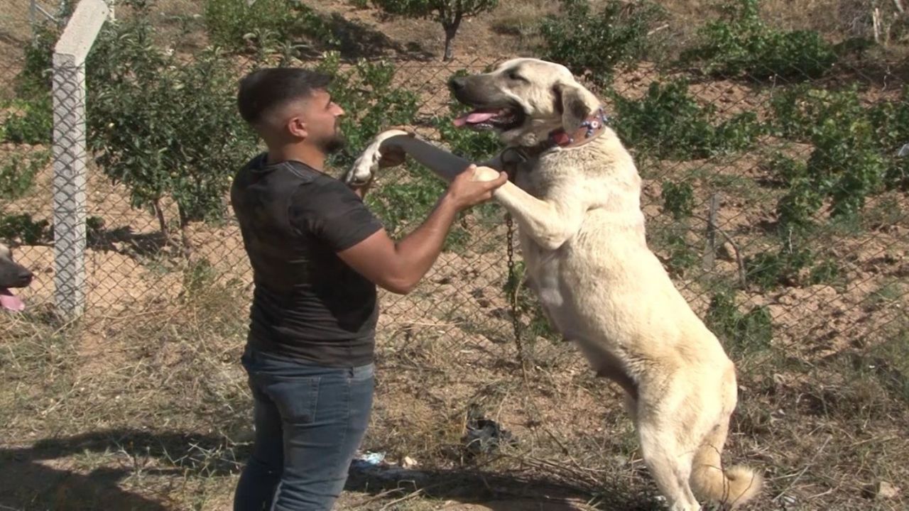 Köpek sahiplerine müjde! Köpeklerin yaşam süresini uzatan ilacın deneme testleri başlıyor! 