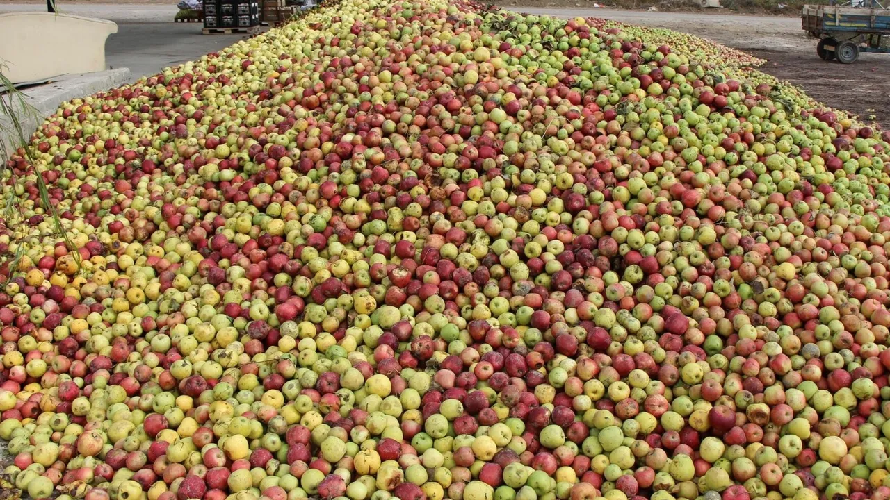 Sofralara gelen en lezzetli elmanın hasatı tamamlandı! Meğerse en faydalı elma türü buymuş
