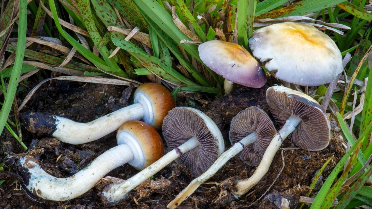 Soframıza zehir saçıyor! Sakın tüketmeyin