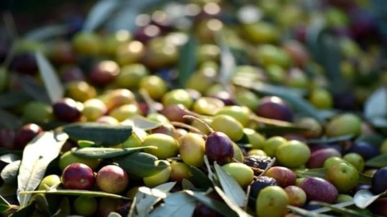 Tarım Kredi zeytin fiyatları şok etkisi yarattı! 2023 Tarım Kredi zeytin alım fiyatları