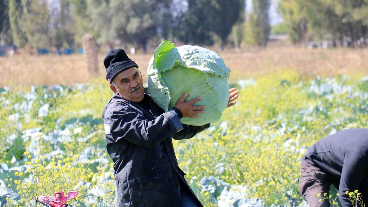 Yeşil yapraklı sebzelerin deposu olan o ürünün hasatı başladı! Tarlada tanesi 60 TL’ye satılan ürünün kilosu 6 TL’ye satışta