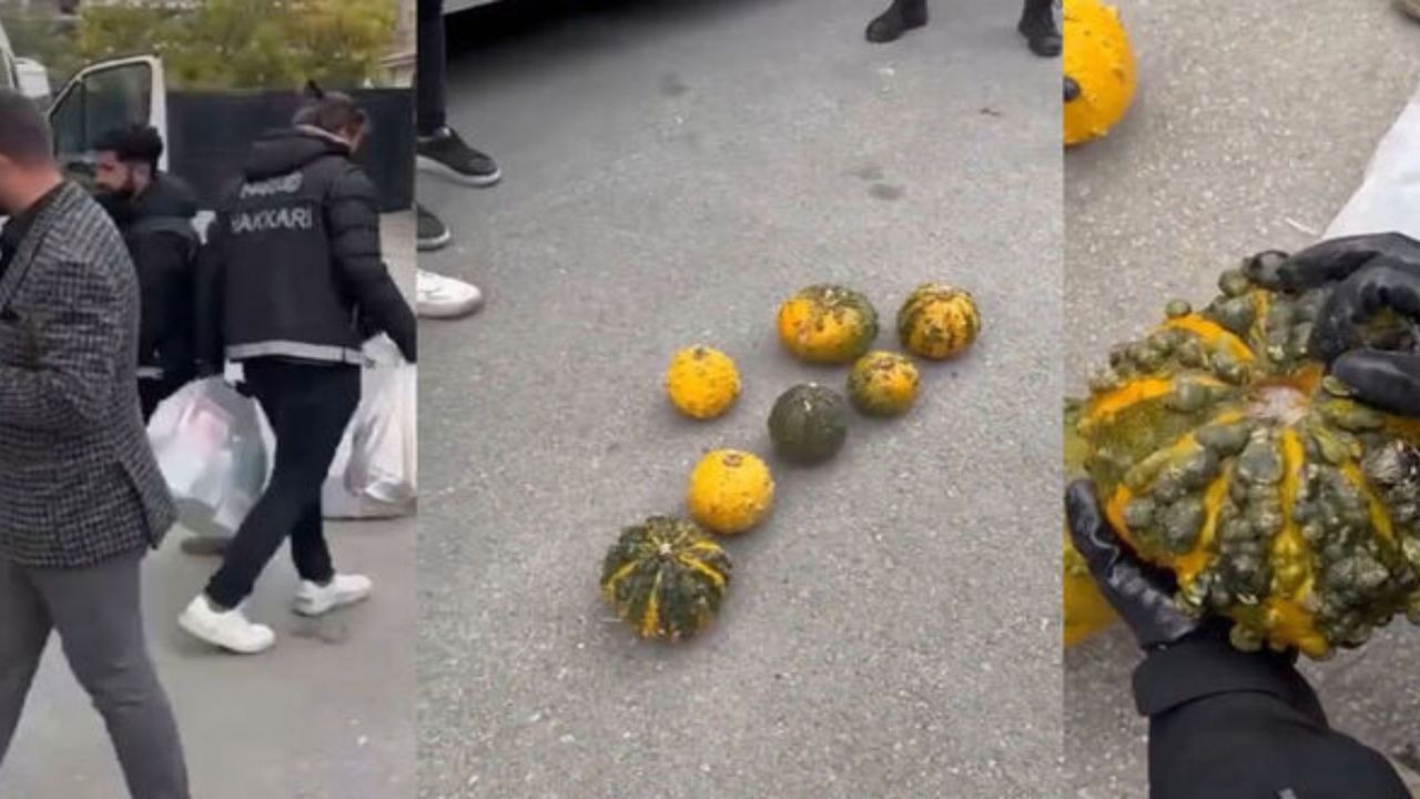 Yok artık dedirten olay! Bal kabağından çıktı!