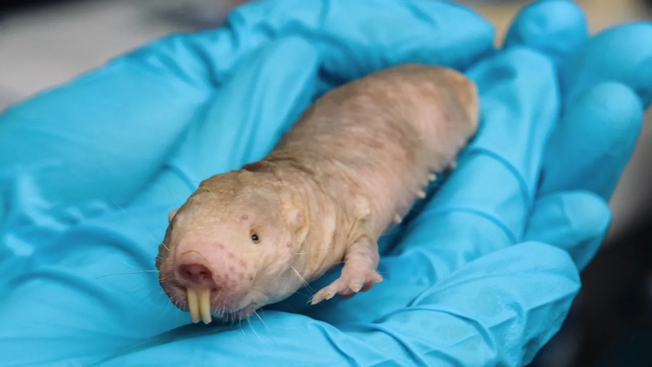 Çıplak köstebek farelerindeki bazı genler insanların yaşam süresini uzatabilecek!
