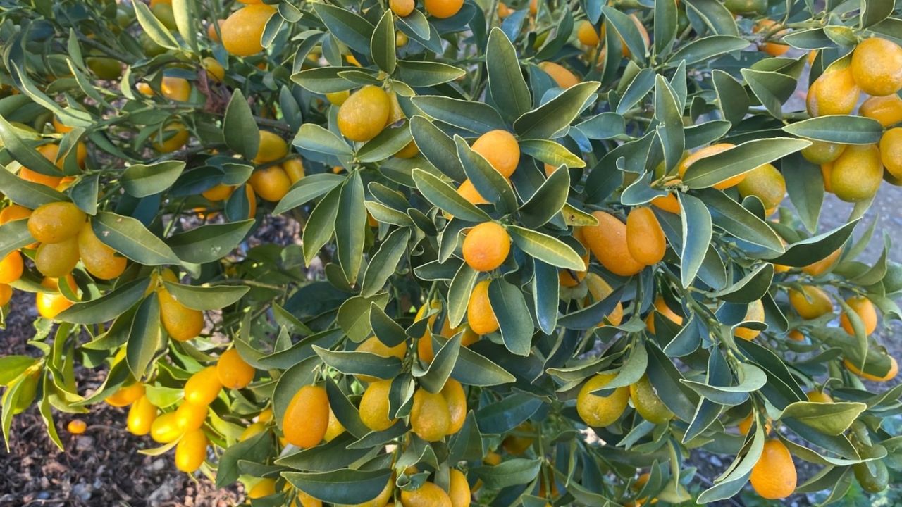 Mandalinanın kilosu 5 TL’ye kadar düştü! Esnaf isyanda... Müşteri olmadığı için mandalinalar maliyetine satılıyor