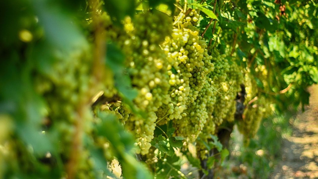 Sarıgöl Ovası’nda pazarların vazgeçilmez lezzetinin hasatı başladı... Dalından 45 TL’ye satılıyor!