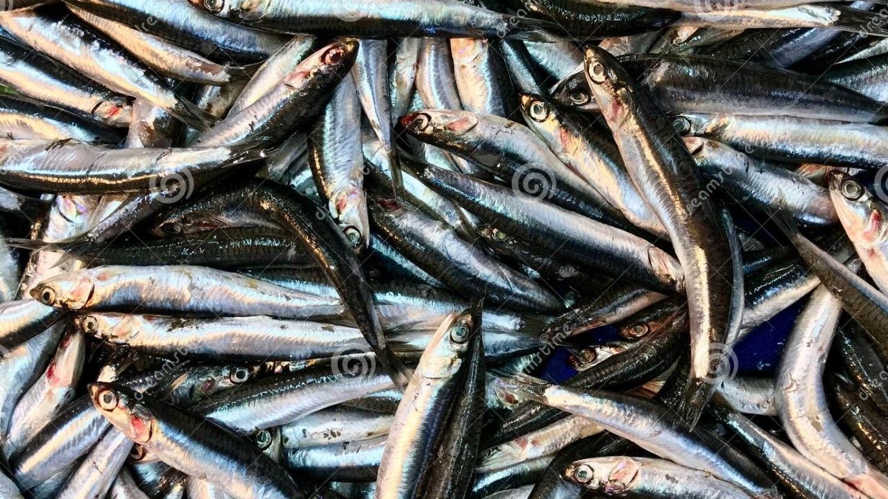 Balıkçılar ümidini kesti! Bu kışın hamsi avcılığı bitti