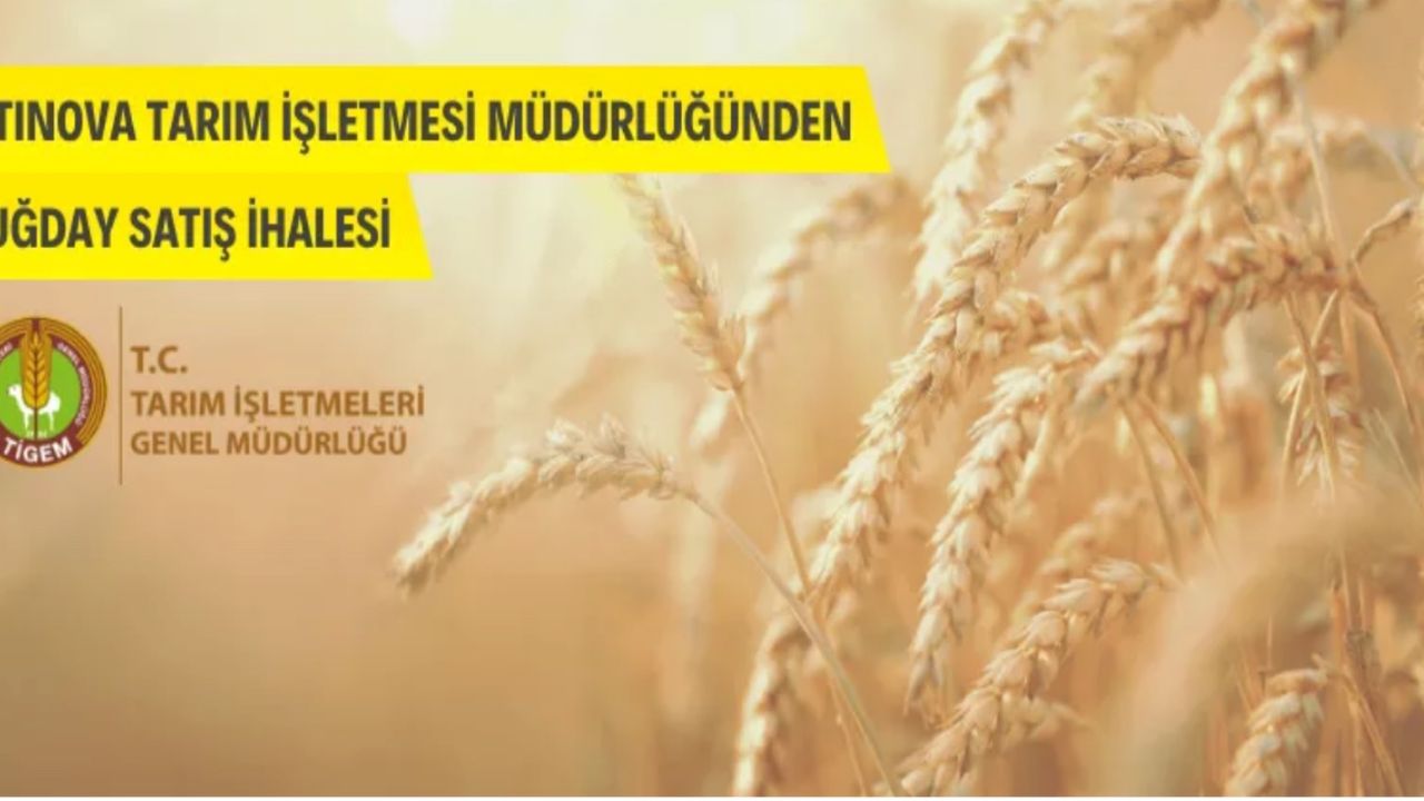 Buğday ihalesinden haber bekleyenlere müjde! Altınova Tarım duyurdu