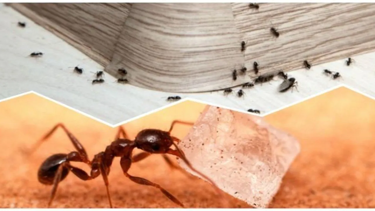 Evde Karınca İstilasına Son! Doğal Yöntemlerle Karıncalardan Kurtulmanın Püf Noktaları!