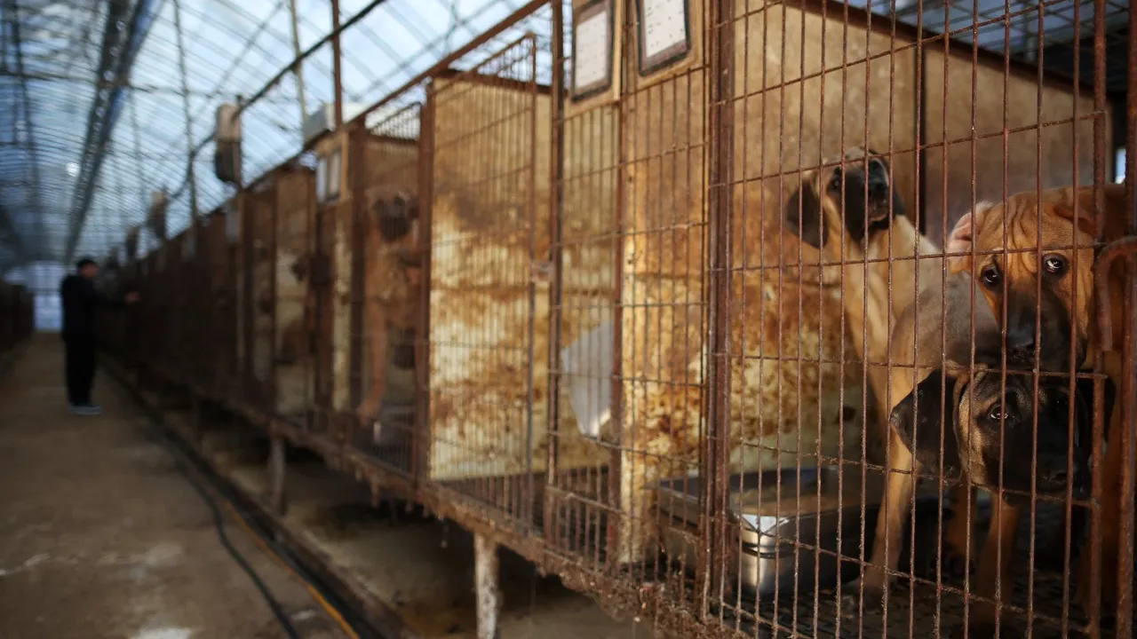Güney Kore'de köpek eti yemek ve ticaretini yapmak yasaklandı!
