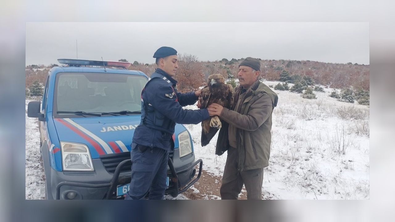 Jandarma ekiplerinin bulduğu yaralı şah kartalı tedaviye alındı 