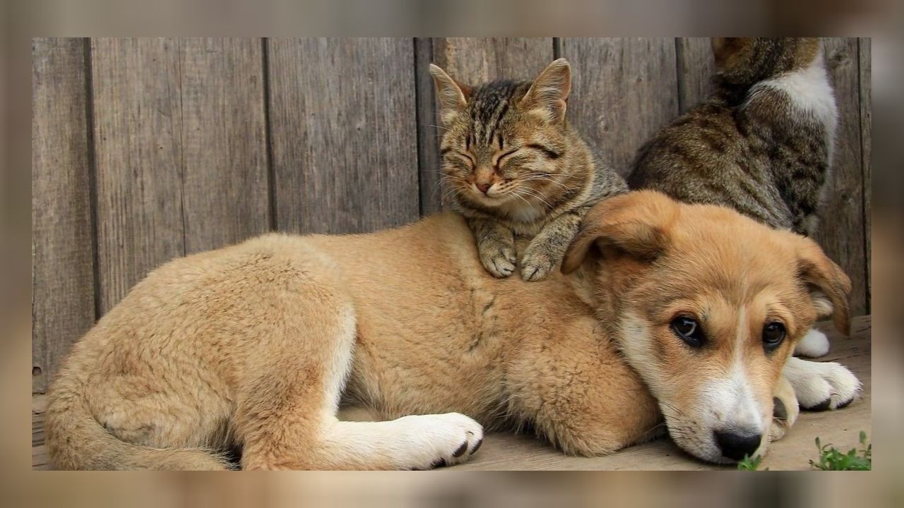 Karabük'te zehirlenme vakaları artınca soruşturma başlatıldı! 