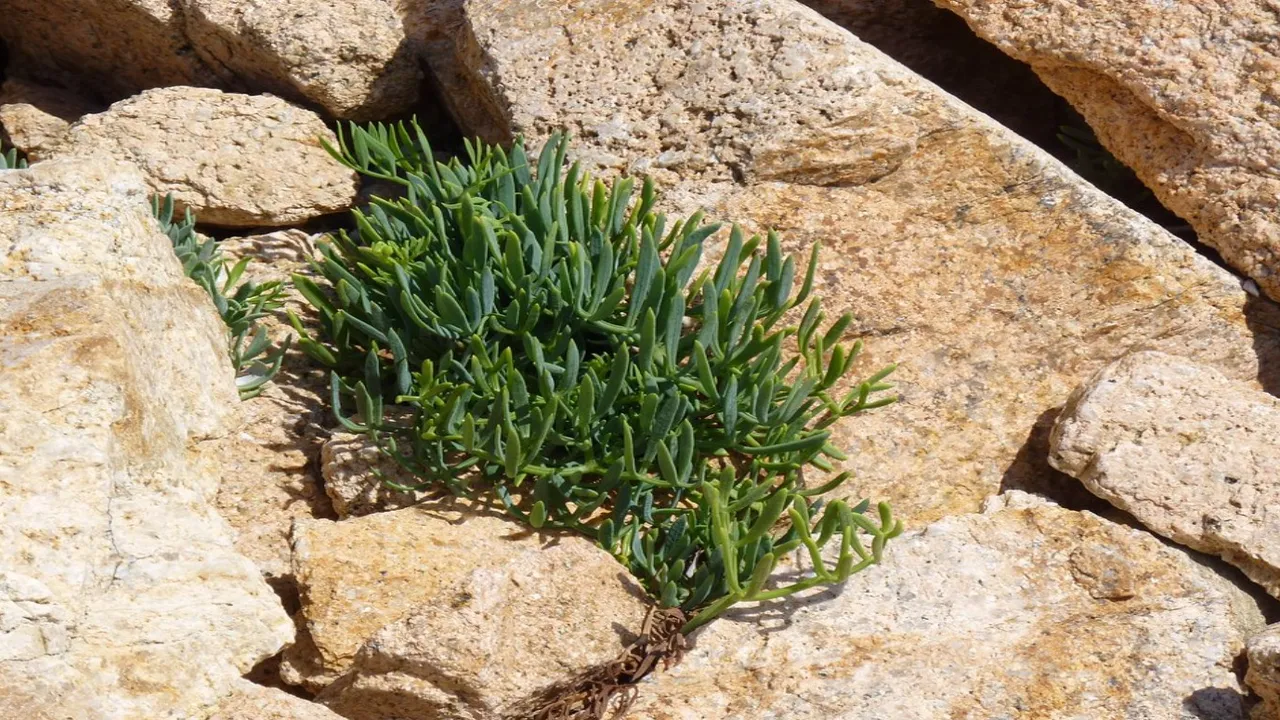 Kaya koruğu: Doğanın mucizevi bitkisi! Yemeyen çok şey kaçırıyor!