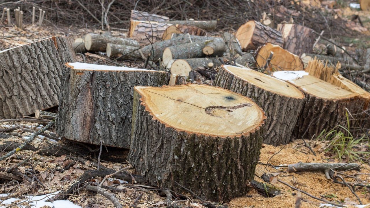 Kestiği ağacın altında kalan vatandaş hayatını kaybetti! 