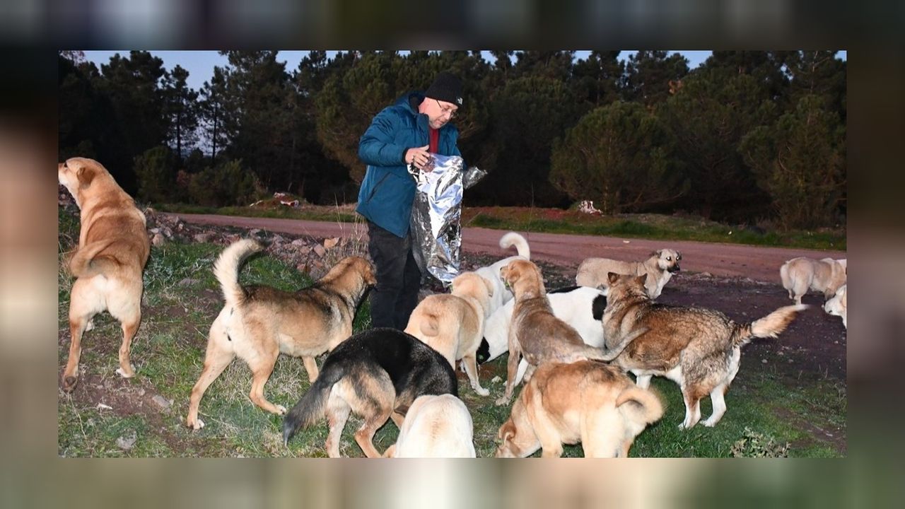 Kocaeli'nin duyarlı esnafı bu kış da sokak hayvanlarını unutmadı! 