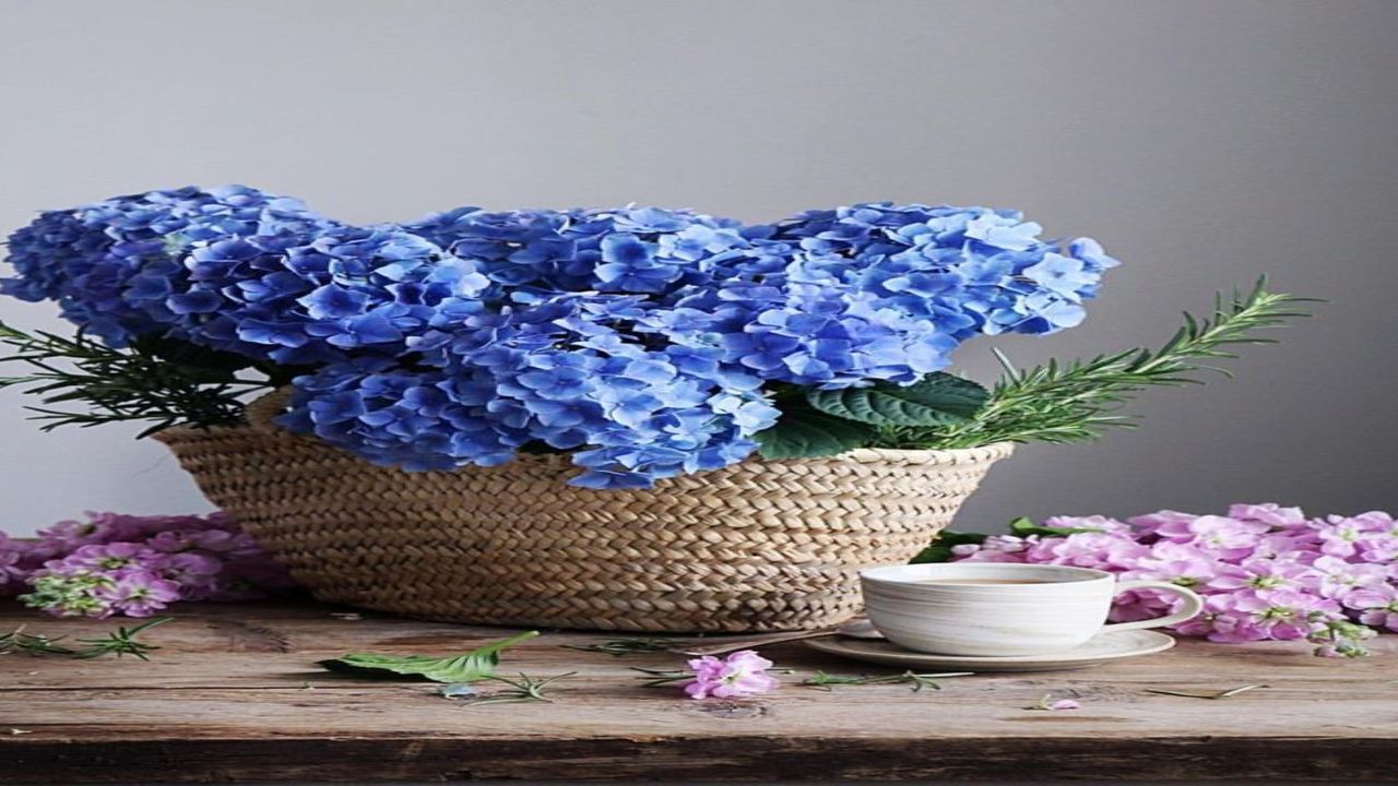 Mavi mine çiçeği: Rengiyle büyülüyor, kokusuyla rahatlatıyor, çayıyla şifa veriyor! Bu harika bitkinin faydaları saymakla bitmiyor!