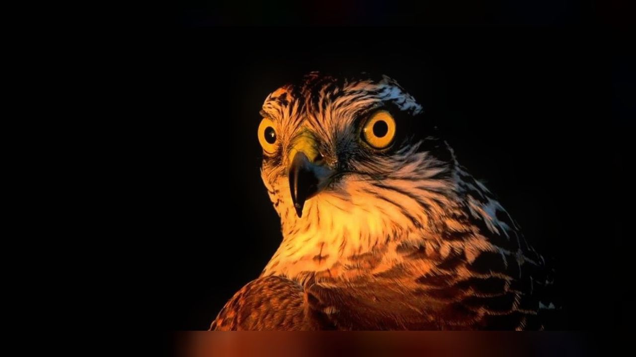 Polisin yaralı halde bulduğu atmaca koruma altında! 