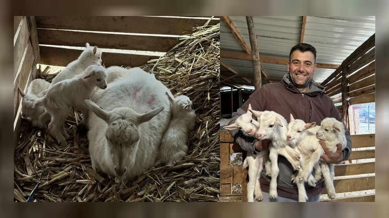 Yılın yetiştiricisinin dördüz oğlakları oldu! 