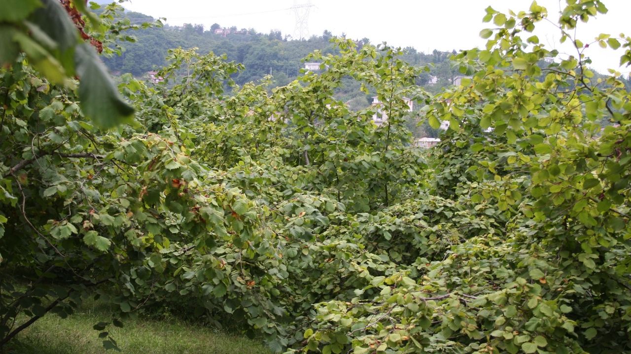  3489 Metre karelik fındık bahçesi 1 TL’den satışa çıkacak! 15 Şubat son gün