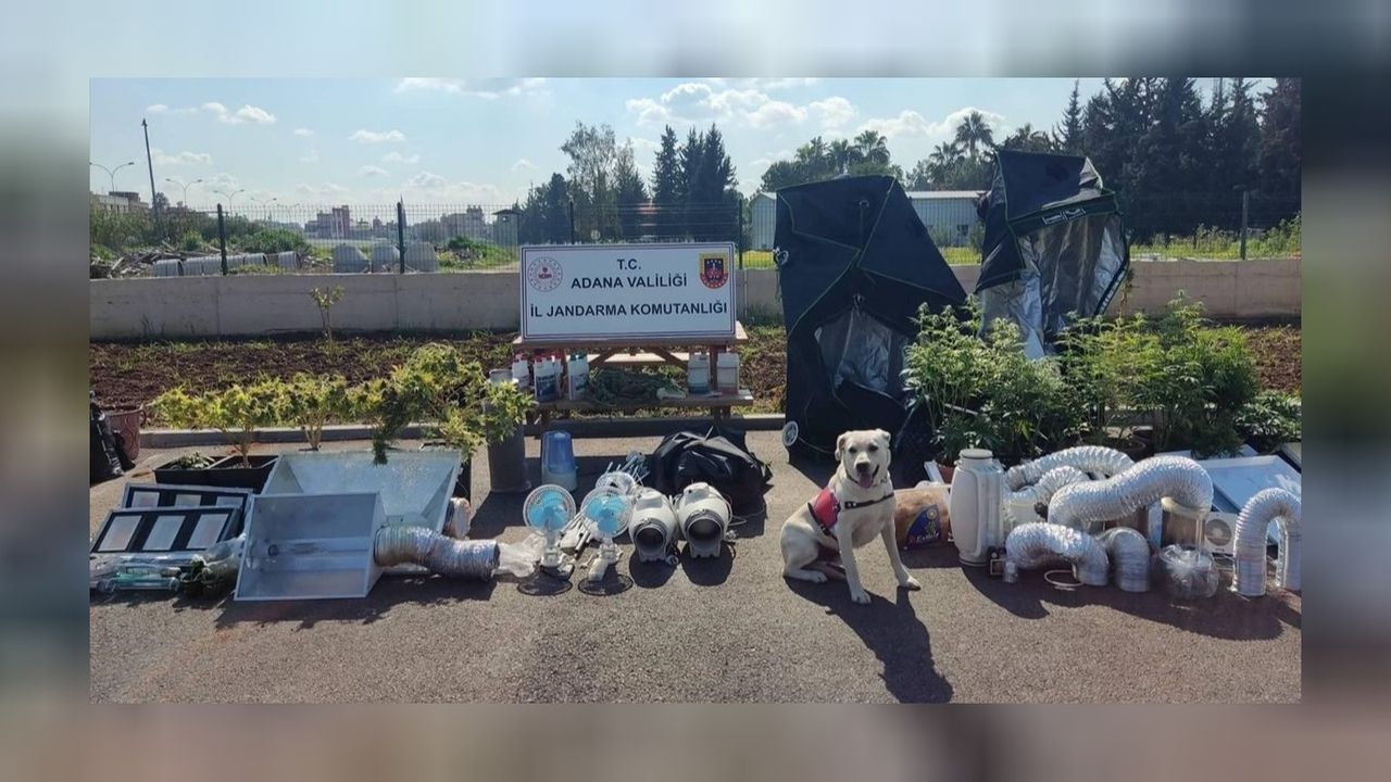 Adana'da iklimlendirme sistemi kurup esrar yetiştirdiği belirlenen 5 şüpheliyi yakaladı! 
