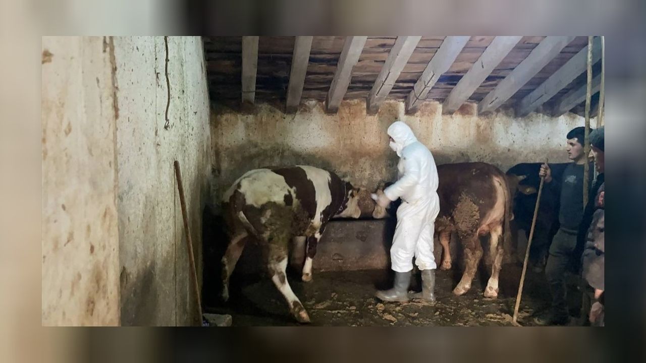 Ağrı'da köy köy gezen ekipler hayvanların şap aşısını yapmaya devam ediyor! 