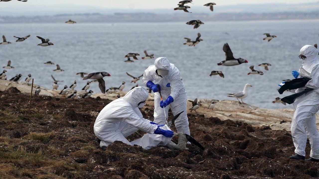 Antarktika’da ölüm kusan virüs! Kuş gribi Antarktika’yı vurdu 